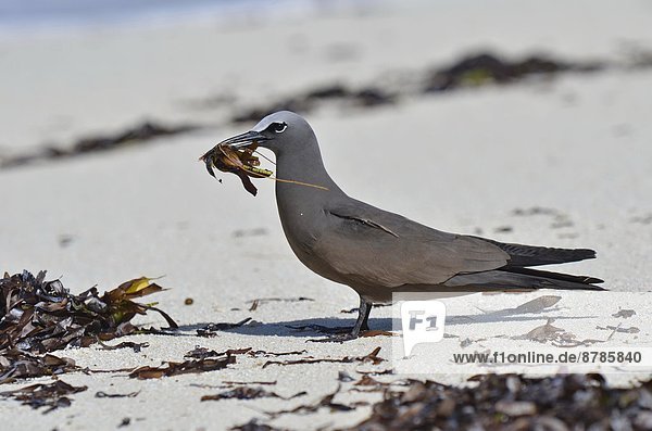 Brown Noddy or Common Noddy  Anous stolidus                                                                                                                                                             