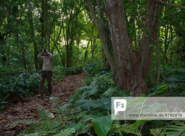 Africa  Seychelles Islands  Denis island  broadleaf forest inside the island                                                                                                                            