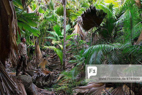 Africa  Seychelles Islands  Praslin island  Praslin National Park  Valleè de Mai  coco de mer  Lodoicea maldivica  palm forest  Unesco world heritage                                                   