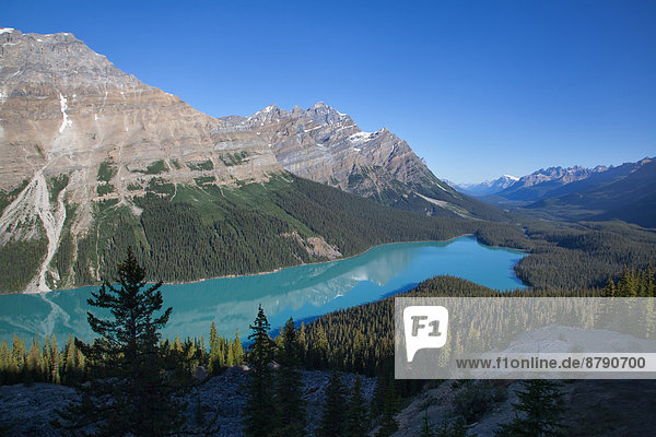 Nationalpark  Landschaftlich schön  landschaftlich reizvoll  Wasser  Berg  Landschaft  See  Nordamerika  Rocky Mountains  Peyto Lake  Alberta  Banff  Kanada