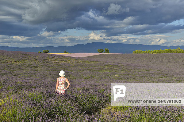 Frankreich  Europa  Frau  Blume  französisch  Landschaft  Hut  Feld  Provence - Alpes-Cote d Azur  Boom  Lavendel
