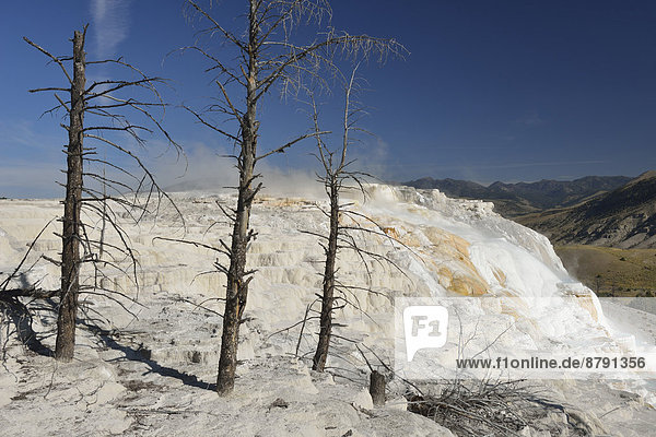 America Wyoming USA United States Yellowstone National Park UNESCO World Heritage nature mammoth hot spring terrave spring thermal volcanic