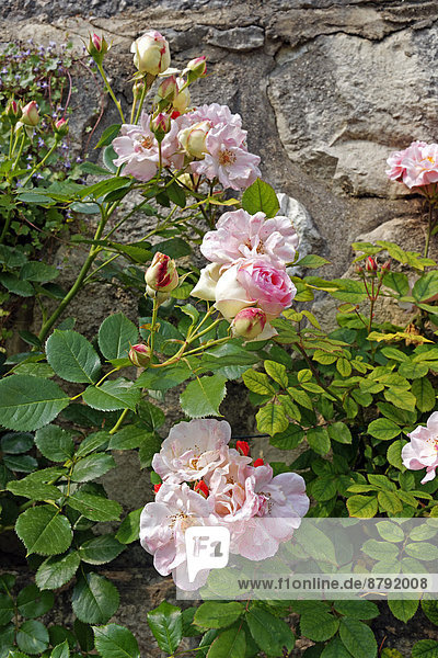 Detail  Details  Ausschnitt  Ausschnitte  Europa  Wand  Blume  Pflanze  Venetien  Italien  Rose