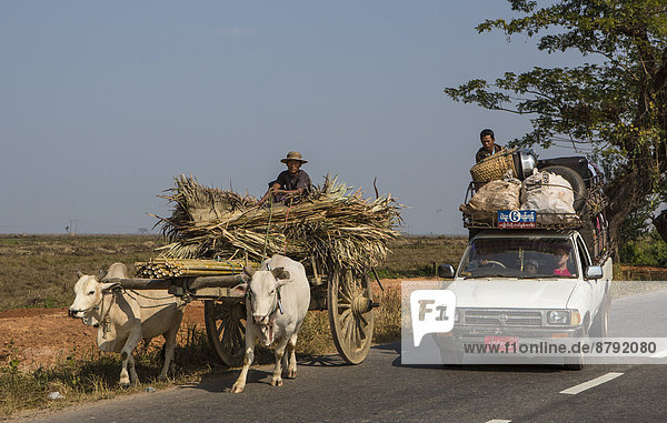 Mon  Myanmar  Burma  Asia  colourful  cows  lorry  ox cart  people  road  transport  agriculture