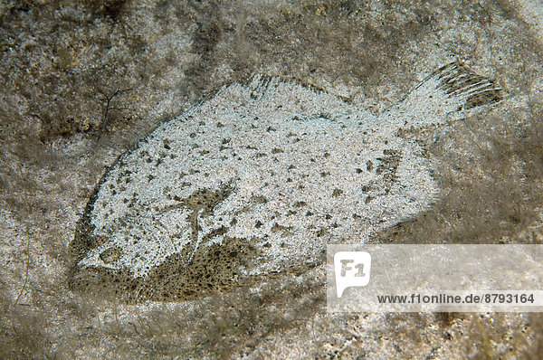 Schwarzmeer-Steinbutt (Scophthalmus maeoticus)  Schwarzes Meer  Krim  Russland