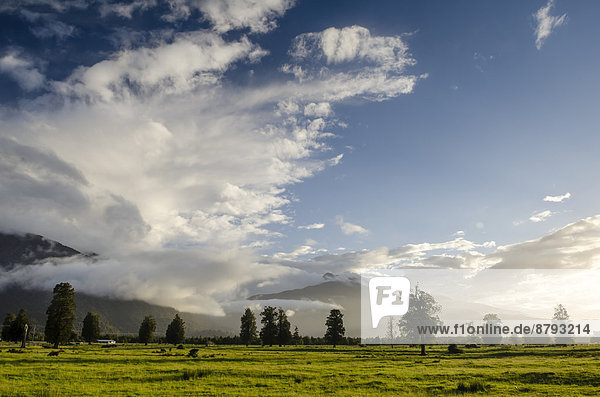 Schafweide vor den Neuseeländischen Alpen  Fox  Südinsel  Neuseeland
