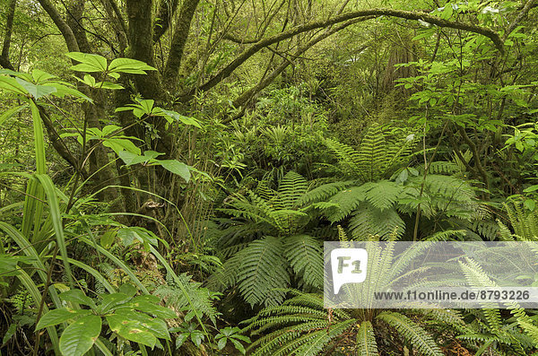 Primärwald  Regenwald und Baumfarne (Cyatheales)  Nordinsel  Neuseeland