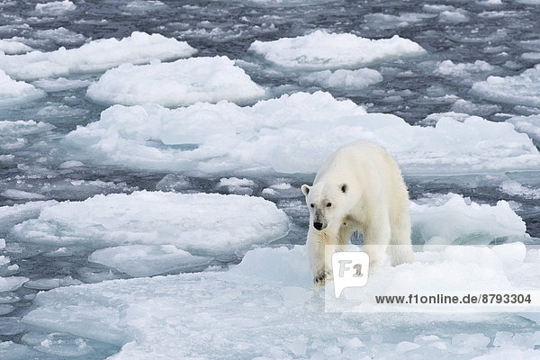 Eisbär (Ursus maritimus) geht auf Packeis  Insel Spitzbergen  Inselgruppe Spitzbergen  Svalbard und Jan Mayen  Norwegen