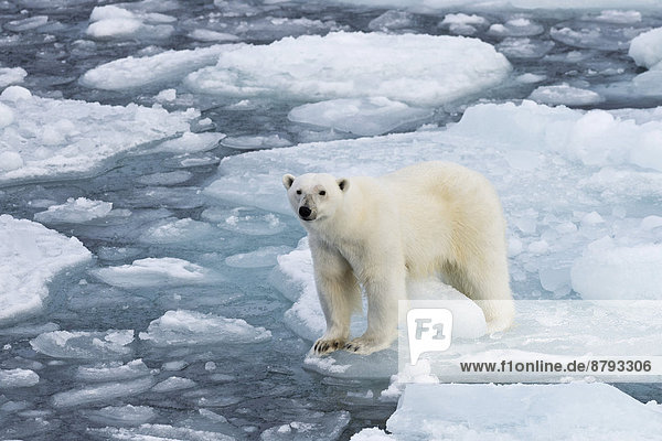 Eisbär (Ursus maritimus) auf dem Packeis  aufmerksam  Insel Spitzbergen  Inselgruppe Spitzbergen  Svalbard und Jan Mayen  Norwegen