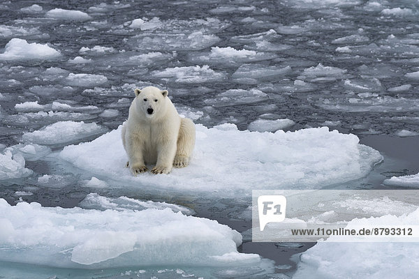 Junger Eisbär (Ursus maritimus) sitzt auf einer Eisscholle im Packeis  Insel Spitzbergen  Inselgruppe Spitzbergen  Svalbard und Jan Mayen  Norwegen