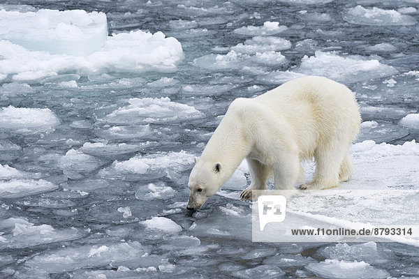 Eisbär (Ursus maritimus) auf dem Packeis  Insel Spitzbergen  Inselgruppe Spitzbergen  Svalbard und Jan Mayen  Norwegen
