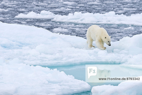 Junger Eisbär (Ursus maritimus) auf dem Packeis  Insel Spitzbergen  Inselgruppe Spitzbergen  Svalbard und Jan Mayen  Norwegen
