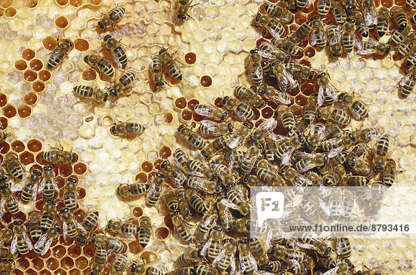 Honigbienen (Apis mellifera) auf Honigwabe mit teilweise gedeckelten Wabenzellen