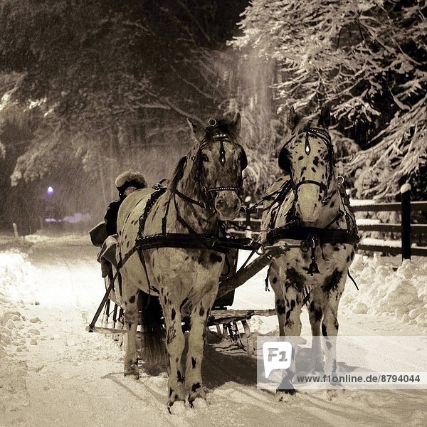 Europe  Poland  Malopolska province  Stare Zukowice area  Agritouristical farm Furioso  sleigh ride with horses                                                                                         