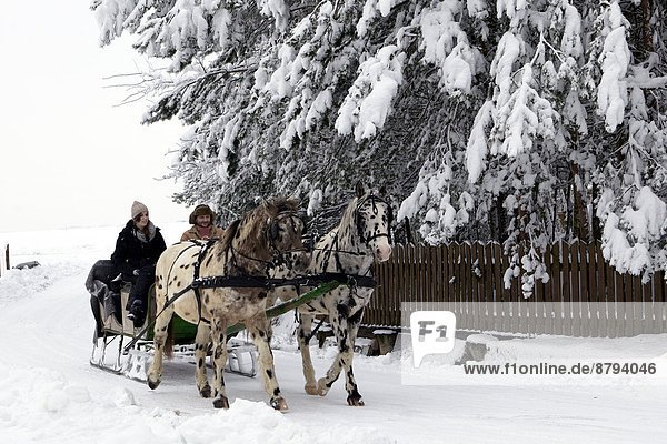 Europe  Poland  Malopolska province  Stare Zukowice area  Agritouristical farm Furioso  sleigh ride with horses                                                                                         