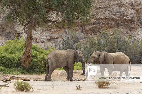 Afrikanische Wüsten-Elefanten (Loxodonta africana)  zwei Bullen  Hoanib Flussbett  Damaraland  Namibia