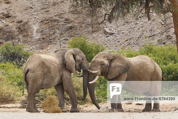 Afrikanische Wüsten-Elefanten (Loxodonta africana)  zwei Bullen  einander zugewandt  Hoanib Flussbett  Damaraland  Namibia