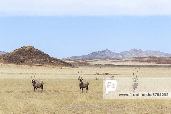 Drei Spießböcke  Gemsboks (Oryx Gazella) im Grasland stehend  Namib-Rand-Naturpark oder NamibRand-Naturreservat  Namibia