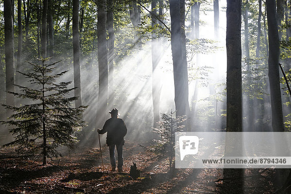 Wanderer  Sonnenstrahlen durchdringen den Morgennebel im Wald von Boisgrand  Regionaler Naturpark Livradois-Forez  Département Puy-de-Dôme  Auvergne  Frankreich