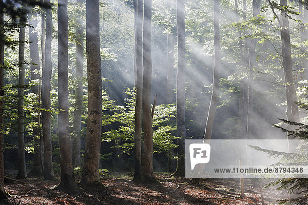 Sonnenstrahlen durchdringen den Morgennebel im Wald von Boisgrand  Regionaler Naturpark Livradois-Forez  Département Puy-de-Dôme  Auvergne  Frankreich