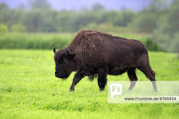 Waldbison (Bison bison athabascae)  adult  auf Nahrungssuche  Alaska Wildlife Conservation Center  Anchorage  Alaska  USA