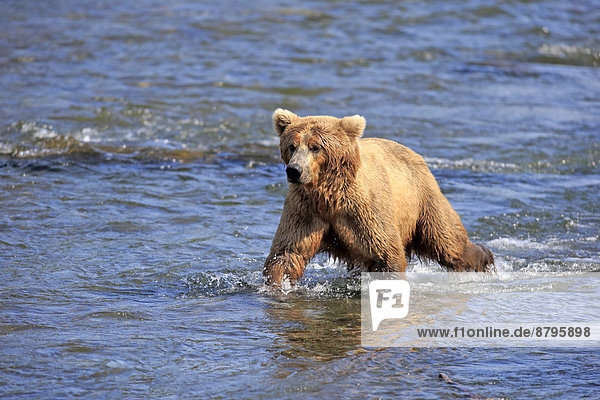 Grizzlybär (Ursus arctos horribilis)  adult  auf Nahrungssuche im Wasser  Brooks River  Katmai-Nationalpark  Alaska  USA