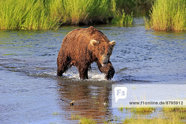 Grizzlybär (Ursus arctos horribilis)  adult  im Wasser auf Nahrungssuche  Brooks River  Katmai-Nationalpark  Alaska  USA