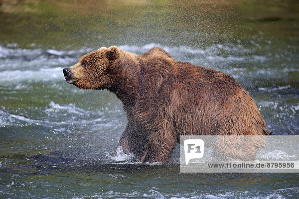 Grizzlybär (Ursus arctos horribilis)  adult  im Wasser  schüttelt sich  Brooks River  Katmai-Nationalpark  Alaska  USA