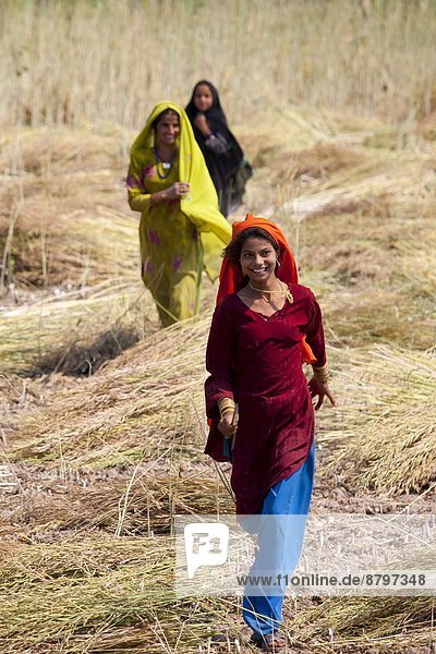 Indian women agricultural workers at farm at Sawai Madhopur near Ranthambore in Rajasthan  Northern India