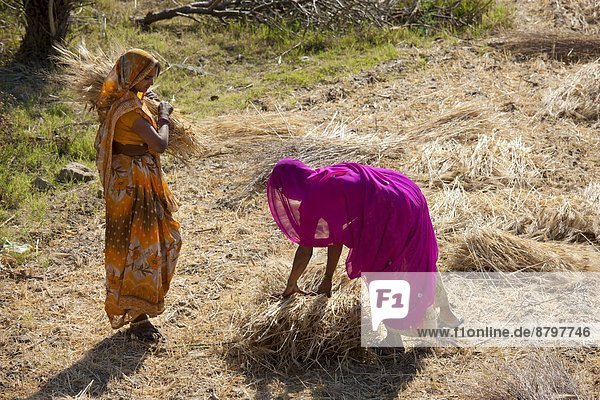 Frau  arbeiten  Landwirtschaft  Rajasthan
