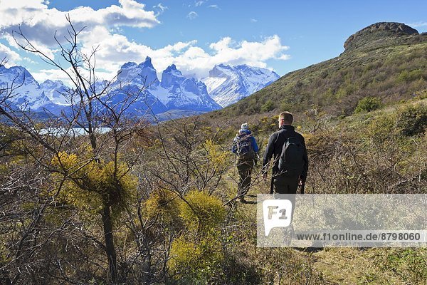 Hikers walking towards Condor Vista Point  with Lago Pehoe and the Torres del Paine in view  Torres del Paine National Park  Patagonia  Chile  South America