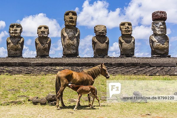 Osterinsel Rapa Nui Fohlen Füllen Zeremonie reparieren Sorge Raps Brassica napus UNESCO-Welterbe Chile Stute Moai Südamerika