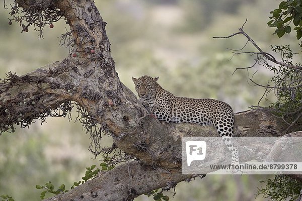 Südliches Afrika  Südafrika  graben  gräbt  grabend  Raubkatze  Leopard  Panthera pardus  Baum  Kruger Nationalpark  Afrika