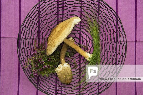 Frische Parasole und Kräuter