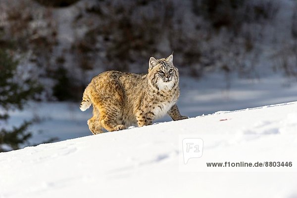 Vereinigte Staaten von Amerika  USA  Berg  Winter  Individualität  spät  jung  Lebensraum  Rotluchs  Lynx rufus  Gefangenschaft  Luchs  lynx lynx
