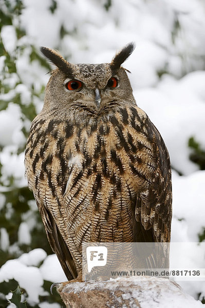 Winter europäisch Eurasien Uhu Europäischer Uhu Bubo bubo Gefangenschaft Deutschland