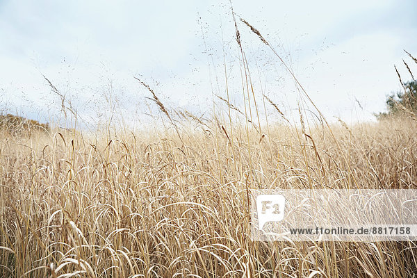 Wachstum  Feld  Weizen  Sellerie