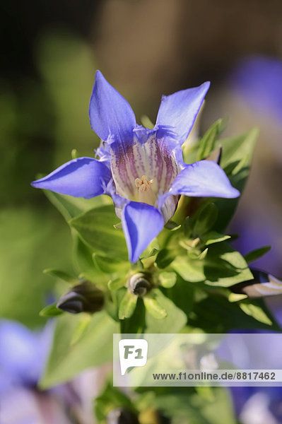 Sommerenzian oder Kranz-Enzian (Gentiana septemfida var. lagodechiana) Blüte Deutschland