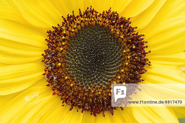 Sonnenblume (Helianthus annuus)  Blütendetail  Nordrhein-Westfalen  Deutschland