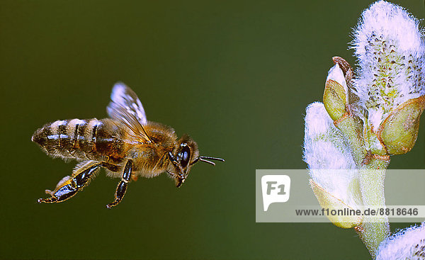 Honigbiene  Apis mellifera