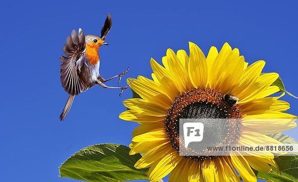 Robin redbreast  Erithacus rubecula  flying on sunflower