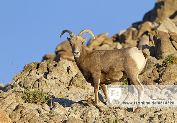 Bighorn Sheep (Ovis canadensis)  California  USA