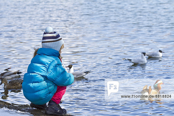 Girl feeding ducks in winter