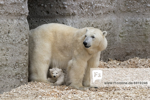 Eisbären (Ursus maritimus)  Jungtier Nela  14 Wochen  mit Muttertier Giovanna  Tierpark Hellabrunn  München  Oberbayern  Bayern  Deutschland