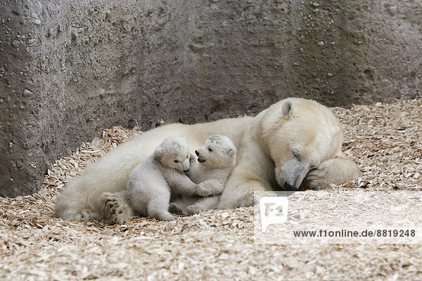 Eisbären (Ursus maritimus)  spielende Jungtiere Nela und Nobby  14 Wochen  mit Muttertier Giovanna  Tierpark Hellabrunn  München  Oberbayern  Bayern  Deutschland