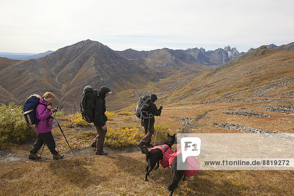 People and dogs with backpacks hiking in arctic or subalpine tundra  Indian summer  Tombstone Mountains Territorial Park  Yukon Territory  Canada