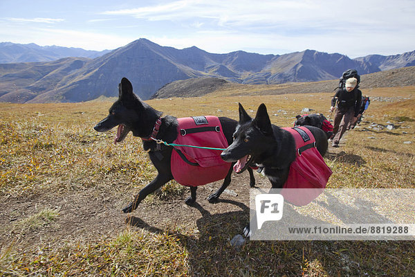 Two Alaskan Huskies as pack dogs  with back packs  Tombstone Mountains Territorial Park  Yukon Territory  Canada