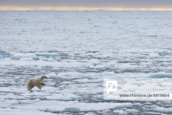 Springender Eisbär (Ursus maritimus)  Männchen auf dem Packeis  Insel Spitzbergen  Inselgruppe Spitzbergen  Svalbard und Jan Mayen  Norwegen