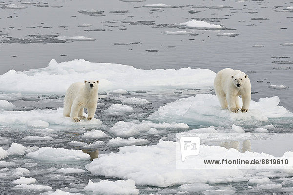 Eisbären (Ursus maritimus)  Weibchen und Jungtier  auf dem Packeis  Insel Spitzbergen  Inselgruppe Spitzbergen  Svalbard und Jan Mayen  Norwegen