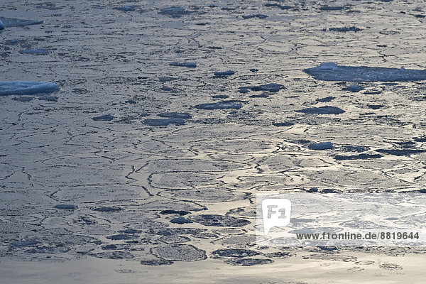 Pfannkucheneis  Packeisgrenze  Arktischer Ozean  Insel Spitzbergen  Inselgruppe Spitzbergen  Svalbard und Jan Mayen  Norwegen